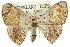  ( - 11ANIC-05917)  @11 [ ] CreativeCommons - Attribution (2011) ANIC/CBG Photography Group Centre for Biodiversity Genomics