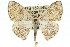  ( - 11ANIC-05918)  @14 [ ] CreativeCommons - Attribution (2011) ANIC/CBG Photography Group Centre for Biodiversity Genomics