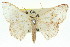 (Somatina sp. ANIC2 - 11ANIC-05923)  @14 [ ] CreativeCommons - Attribution (2011) ANIC/CBG Photography Group Centre for Biodiversity Genomics