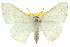  (Problepsis clemens - 11ANIC-05931)  @15 [ ] CreativeCommons - Attribution (2011) ANIC/CBG Photography Group Centre for Biodiversity Genomics