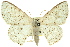  (Problepsis craspediata - 11ANIC-05935)  @15 [ ] CreativeCommons - Attribution (2011) ANIC/CBG Photography Group Centre for Biodiversity Genomics