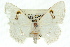  ( - 11ANIC-05947)  @11 [ ] CreativeCommons - Attribution (2011) ANIC/CBG Photography Group Centre for Biodiversity Genomics