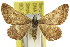  (Dasybela achroa - 11ANIC-05954)  @11 [ ] CreativeCommons - Attribution (2011) ANIC/CBG Photography Group Centre for Biodiversity Genomics