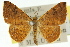  (Dasybela sp. ANIC1 - 11ANIC-05956)  @11 [ ] CreativeCommons - Attribution (2011) ANIC/CBG Photography Group Centre for Biodiversity Genomics