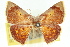  (Dasybela sp. ANIC2 - 11ANIC-05960)  @11 [ ] CreativeCommons - Attribution (2011) ANIC/CBG Photography Group Centre for Biodiversity Genomics