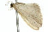  (Scopula sp. ANIC1 - 11ANIC-05968)  @14 [ ] CreativeCommons - Attribution (2011) ANIC/CBG Photography Group Centre for Biodiversity Genomics