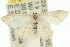  ( - 11ANIC-05971)  @13 [ ] CreativeCommons - Attribution (2011) ANIC/CBG Photography Group Centre for Biodiversity Genomics