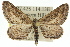  ( - 11ANIC-05977)  @15 [ ] CreativeCommons - Attribution (2011) ANIC/CBG Photography Group Centre for Biodiversity Genomics