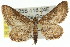  ( - 11ANIC-05978)  @15 [ ] CreativeCommons - Attribution (2011) ANIC/CBG Photography Group Centre for Biodiversity Genomics