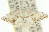  ( - 11ANIC-05988)  @11 [ ] CreativeCommons - Attribution (2011) ANIC/CBG Photography Group Centre for Biodiversity Genomics