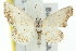  ( - 11ANIC-05991)  @11 [ ] CreativeCommons - Attribution (2011) ANIC/CBG Photography Group Centre for Biodiversity Genomics