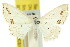  (Scopula agnes - 11ANIC-05997)  @11 [ ] CreativeCommons - Attribution (2011) ANIC/CBG Photography Group Centre for Biodiversity Genomics