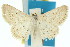  ( - 11ANIC-06008)  @11 [ ] CreativeCommons - Attribution (2011) ANIC/CBG Photography Group Centre for Biodiversity Genomics