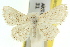  (Scopula aleuritis - 11ANIC-06009)  @11 [ ] CreativeCommons - Attribution (2011) ANIC/CBG Photography Group Centre for Biodiversity Genomics