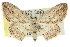  ( - 11ANIC-06011)  @11 [ ] CreativeCommons - Attribution (2011) ANIC/CBG Photography Group Centre for Biodiversity Genomics