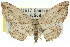  ( - 11ANIC-06013)  @11 [ ] CreativeCommons - Attribution (2011) ANIC/CBG Photography Group Centre for Biodiversity Genomics