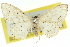  ( - 11ANIC-06014)  @11 [ ] CreativeCommons - Attribution (2011) ANIC/CBG Photography Group Centre for Biodiversity Genomics