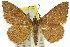 (Scopula didymosema - 11ANIC-06025)  @15 [ ] CreativeCommons - Attribution (2011) ANIC/CBG Photography Group Centre for Biodiversity Genomics