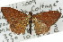  ( - 11ANIC-06026)  @13 [ ] CreativeCommons - Attribution (2011) ANIC/CBG Photography Group Centre for Biodiversity Genomics
