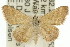  ( - 11ANIC-06038)  @16 [ ] CreativeCommons - Attribution (2011) ANIC/CBG Photography Group Centre for Biodiversity Genomics