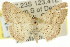  ( - 11ANIC-06049)  @14 [ ] CreativeCommons - Attribution (2011) ANIC/CBG Photography Group Centre for Biodiversity Genomics