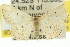  ( - 11ANIC-06050)  @13 [ ] CreativeCommons - Attribution (2011) ANIC/CBG Photography Group Centre for Biodiversity Genomics