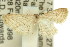  ( - 11ANIC-06053)  @13 [ ] CreativeCommons - Attribution (2011) ANIC/CBG Photography Group Centre for Biodiversity Genomics
