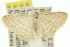  (Scopula despoliata - 11ANIC-06059)  @14 [ ] CreativeCommons - Attribution (2011) ANIC/CBG Photography Group Centre for Biodiversity Genomics
