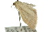  ( - 11ANIC-06071)  @12 [ ] CreativeCommons - Attribution (2011) ANIC/CBG Photography Group Centre for Biodiversity Genomics