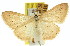  ( - 11ANIC-06072)  @11 [ ] CreativeCommons - Attribution (2011) ANIC/CBG Photography Group Centre for Biodiversity Genomics