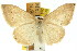  ( - 11ANIC-06073)  @11 [ ] CreativeCommons - Attribution (2011) ANIC/CBG Photography Group Centre for Biodiversity Genomics