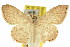  (Scopula axiotis - 11ANIC-06075)  @11 [ ] CreativeCommons - Attribution (2011) ANIC/CBG Photography Group Centre for Biodiversity Genomics