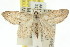  (Zygophyxia - 11ANIC-06080)  @14 [ ] CreativeCommons - Attribution (2011) ANIC/CBG Photography Group Centre for Biodiversity Genomics