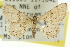  ( - 11ANIC-06084)  @11 [ ] CreativeCommons - Attribution (2011) ANIC/CBG Photography Group Centre for Biodiversity Genomics