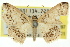  ( - 11ANIC-06097)  @11 [ ] CreativeCommons - Attribution (2011) ANIC/CBG Photography Group Centre for Biodiversity Genomics