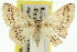  ( - 11ANIC-06099)  @11 [ ] CreativeCommons - Attribution (2011) ANIC/CBG Photography Group Centre for Biodiversity Genomics