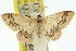  ( - 11ANIC-06100)  @11 [ ] CreativeCommons - Attribution (2011) ANIC/CBG Photography Group Centre for Biodiversity Genomics