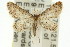  ( - 11ANIC-06106)  @11 [ ] CreativeCommons - Attribution (2011) ANIC/CBG Photography Group Centre for Biodiversity Genomics