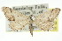 (Idaea sp. ANIC2 - 11ANIC-06113)  @14 [ ] CreativeCommons - Attribution (2011) ANIC/CBG Photography Group Centre for Biodiversity Genomics