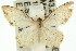  (Idaea halmaea - 11ANIC-06129)  @14 [ ] CreativeCommons - Attribution (2011) ANIC/CBG Photography Group Centre for Biodiversity Genomics