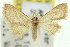  (Idaea fucosa - 11ANIC-06133)  @11 [ ] CreativeCommons - Attribution (2011) ANIC/CBG Photography Group Centre for Biodiversity Genomics