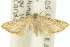  ( - 11ANIC-06146)  @11 [ ] CreativeCommons - Attribution (2011) ANIC/CBG Photography Group Centre for Biodiversity Genomics