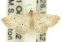  ( - 11ANIC-06167)  @13 [ ] CreativeCommons - Attribution (2011) ANIC/CBG Photography Group Centre for Biodiversity Genomics