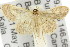  ( - 11ANIC-06168)  @14 [ ] CreativeCommons - Attribution (2011) ANIC/CBG Photography Group Centre for Biodiversity Genomics