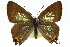  ( - 11ANIC-06192)  @11 [ ] CreativeCommons - Attribution (2011) ANIC/CBG Photography Group Centre for Biodiversity Genomics