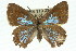  ( - 11ANIC-06204)  @14 [ ] CreativeCommons - Attribution (2011) ANIC/CBG Photography Group Centre for Biodiversity Genomics