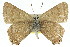  ( - 11ANIC-06206)  @13 [ ] CreativeCommons - Attribution (2011) ANIC/CBG Photography Group Centre for Biodiversity Genomics