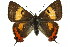  ( - 11ANIC-06207)  @11 [ ] CreativeCommons - Attribution (2011) ANIC/CBG Photography Group Centre for Biodiversity Genomics