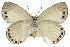  (Candalides urumelia - 11ANIC-06237)  @14 [ ] CreativeCommons - Attribution (2011) ANIC/CBG Photography Group Centre for Biodiversity Genomics