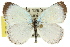  (Candalides caesia - 11ANIC-06242)  @15 [ ] CreativeCommons - Attribution (2011) ANIC/CBG Photography Group Centre for Biodiversity Genomics